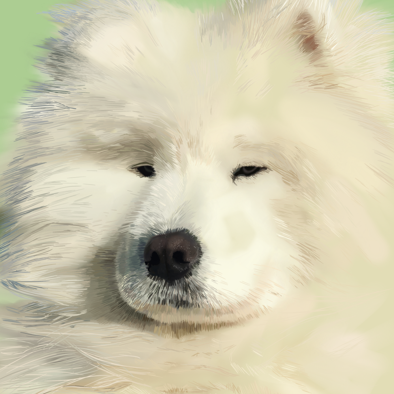 Portrait of a fluffy white Samoyed dog on a light lime green background