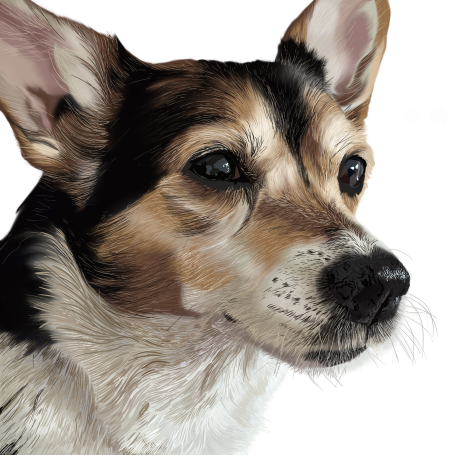 Close-up of a dog’s face, featuring a tri-colour coat and alert expression.