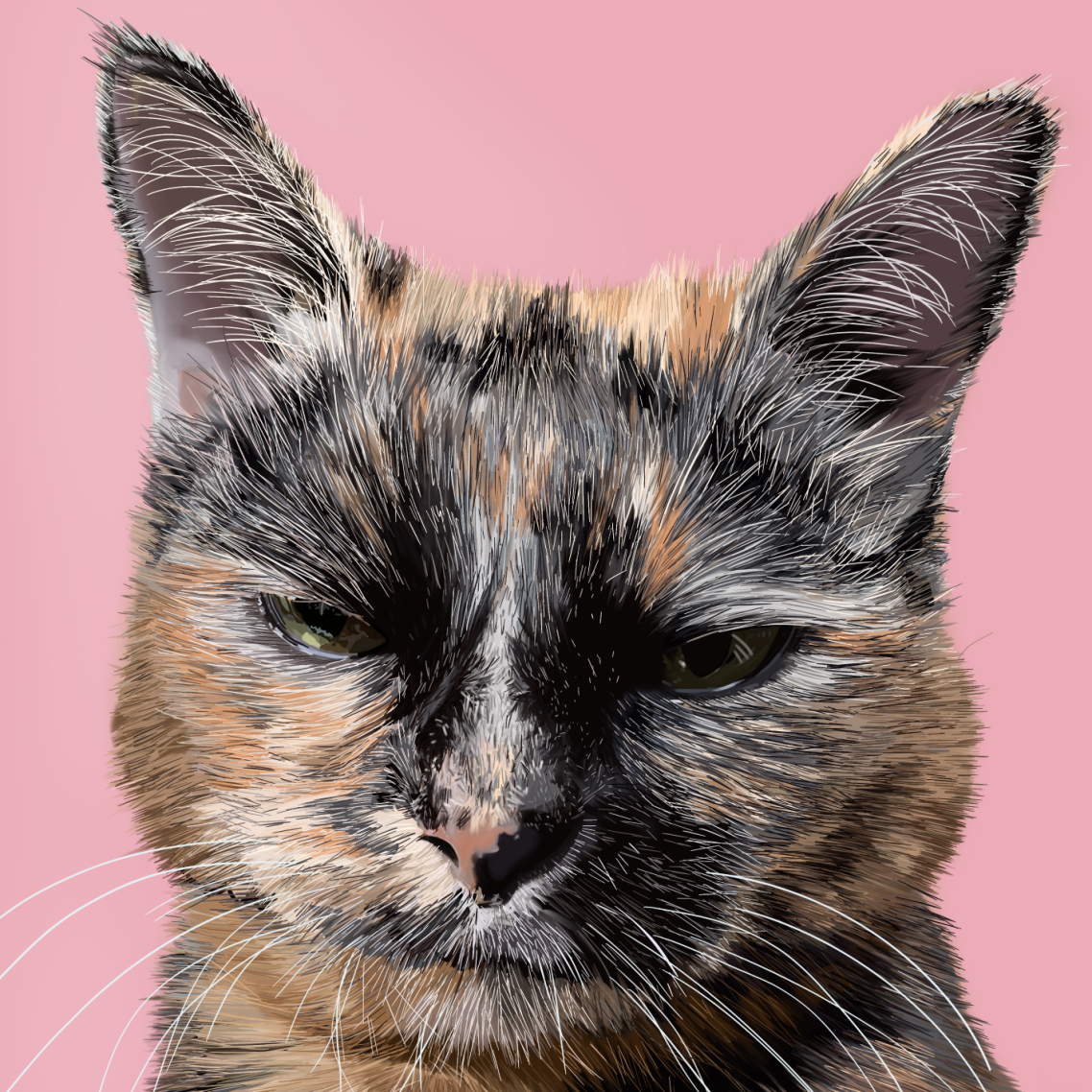 Pet portrait of a tortoiseshell cat with an attitude on a pale pink background