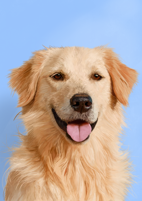 Golden Retriever with a happy expression against a light blue background.