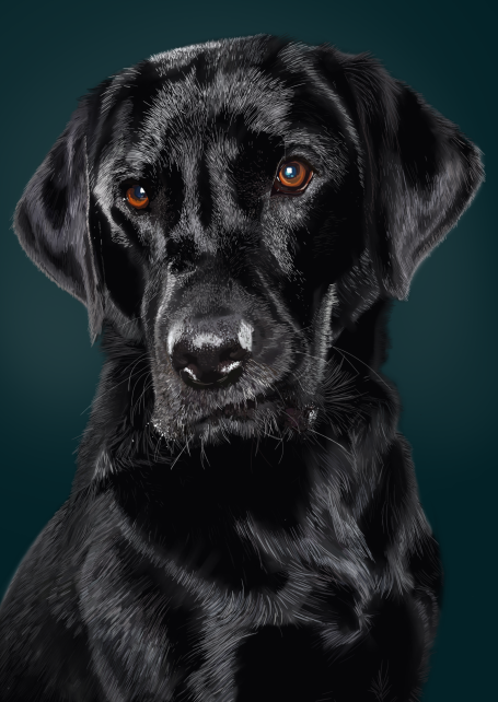 A close-up of a black Labrador retriever with expressive brown eyes against a dark background.