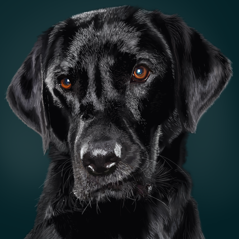 Pet portrait of a hand drawn black labrador with a dark background