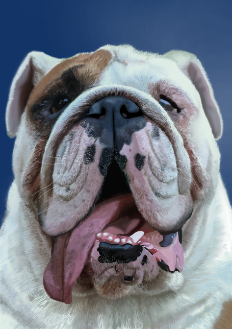Close-up of a bulldog's face, with its mouth open and tongue hanging out.