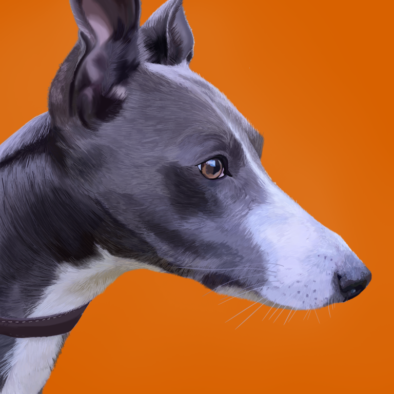Custom drawn whippet with a sleek grey and white coat against an orange background.